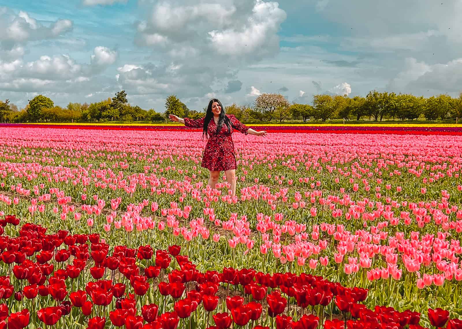 Norfolk Tulip Fields UK