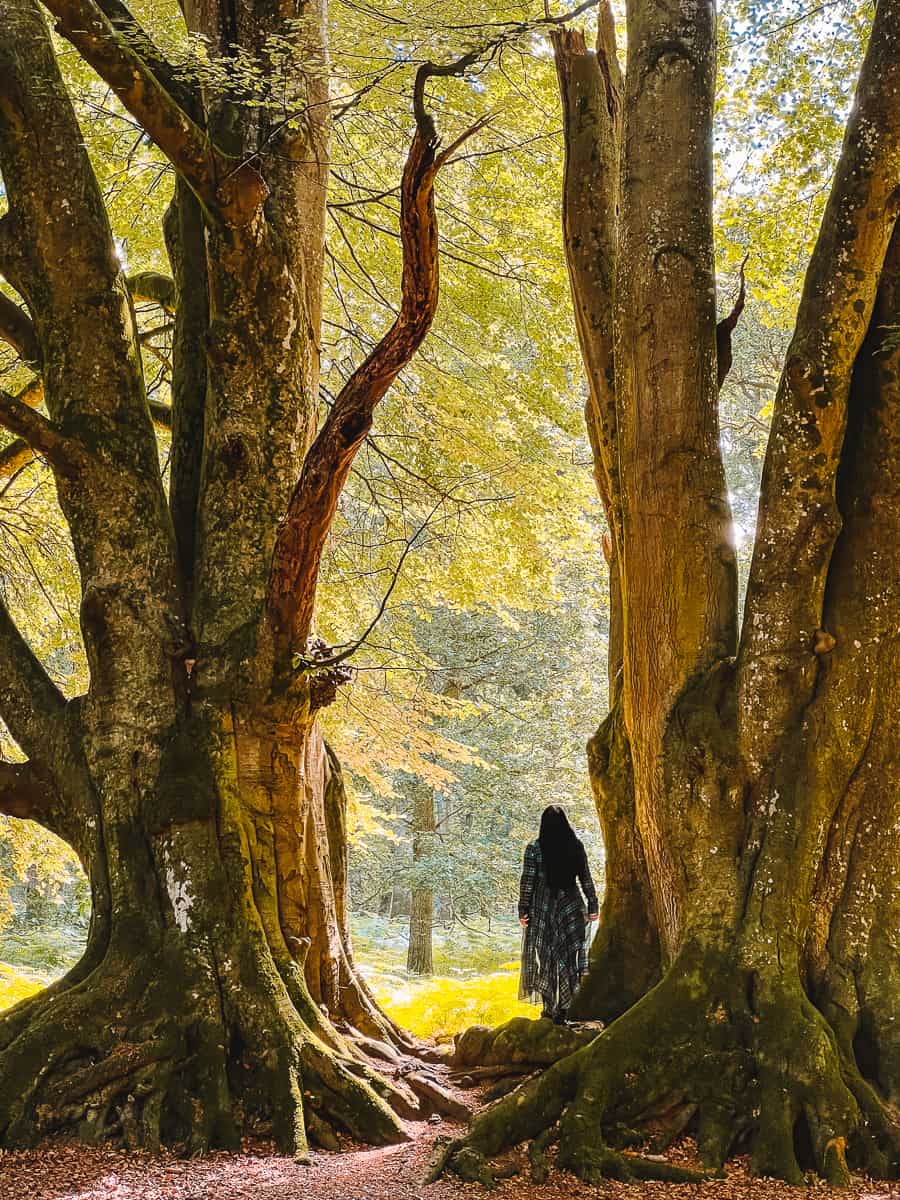 Outlander Witness Trees Fraser's Ridge Kinclaven Bluebell Wood