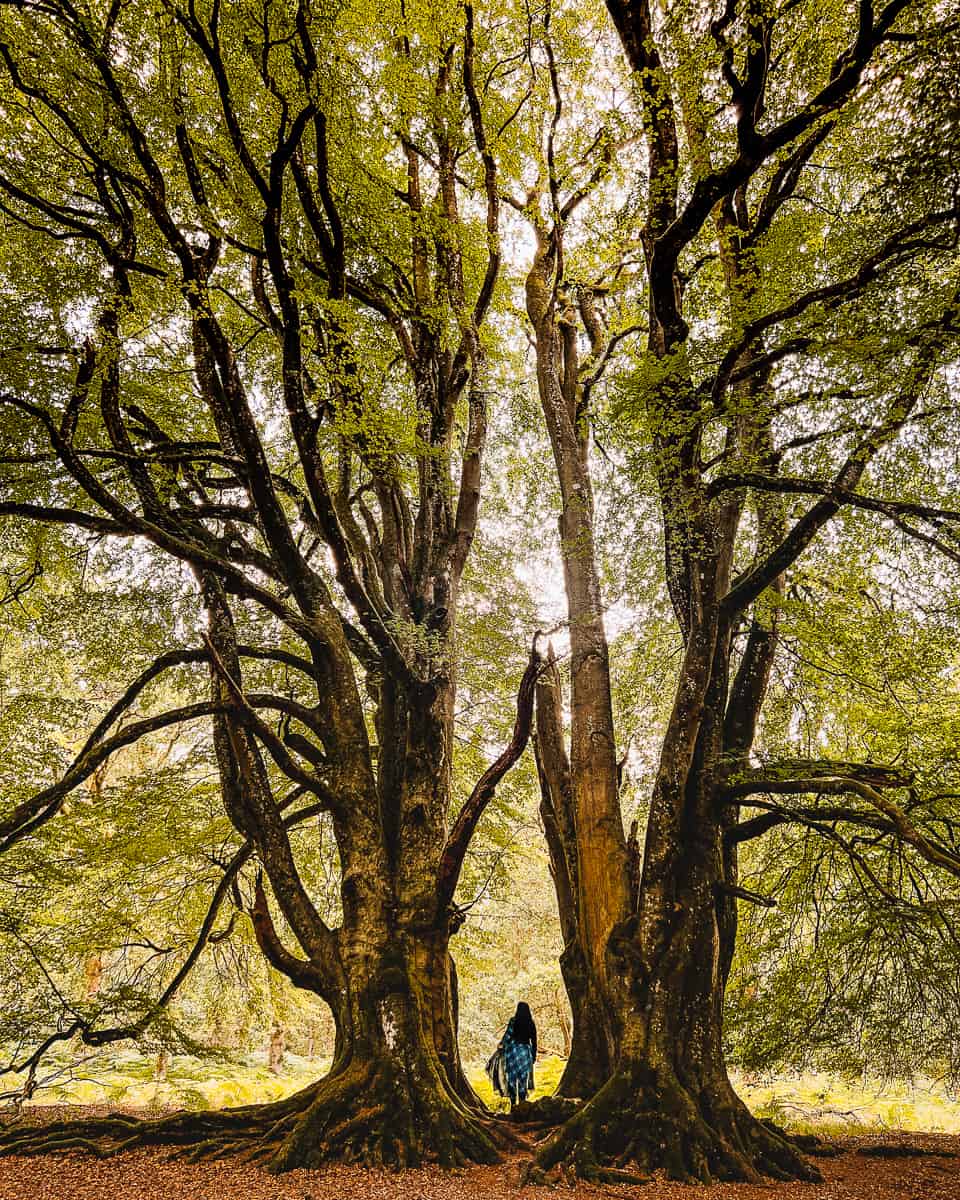 Outlander Witness Trees Fraser's Ridge at Kinclaven Bluebell Wood