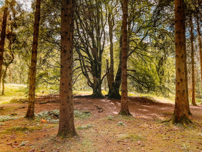 OutlandeR witness trees filming location scotland