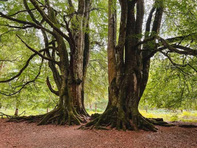 Outlander Witness Trees filming location