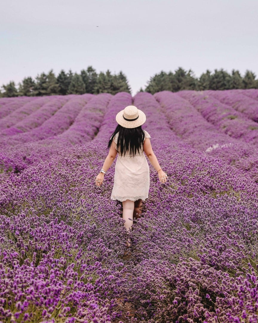 cotswold lavender fields