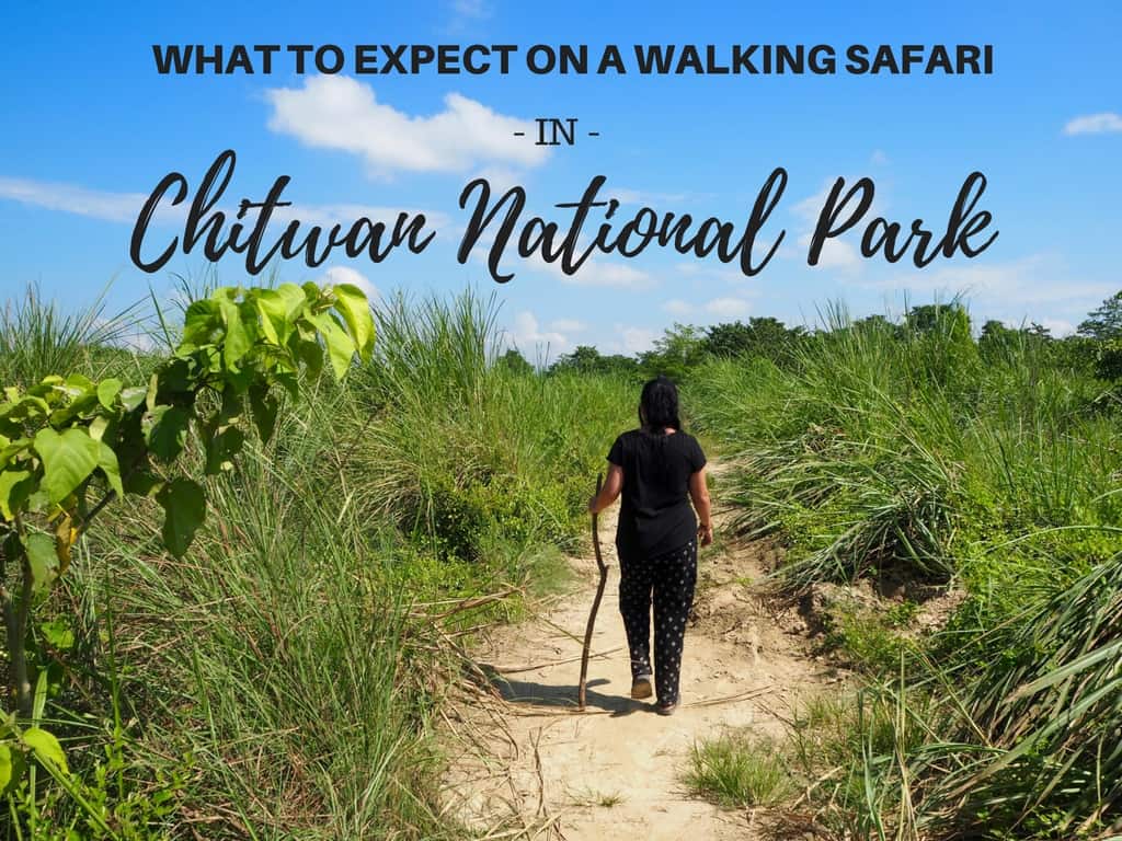 walking safari chitwan national park